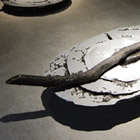 ��������W����u�L���̏W�ρv -Seiji Kunishima-