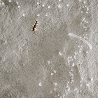 �I�������Y�{�⌎���� studio velocity�W