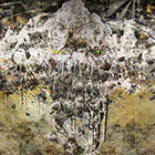 �r���I�� 