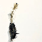 �W�����i